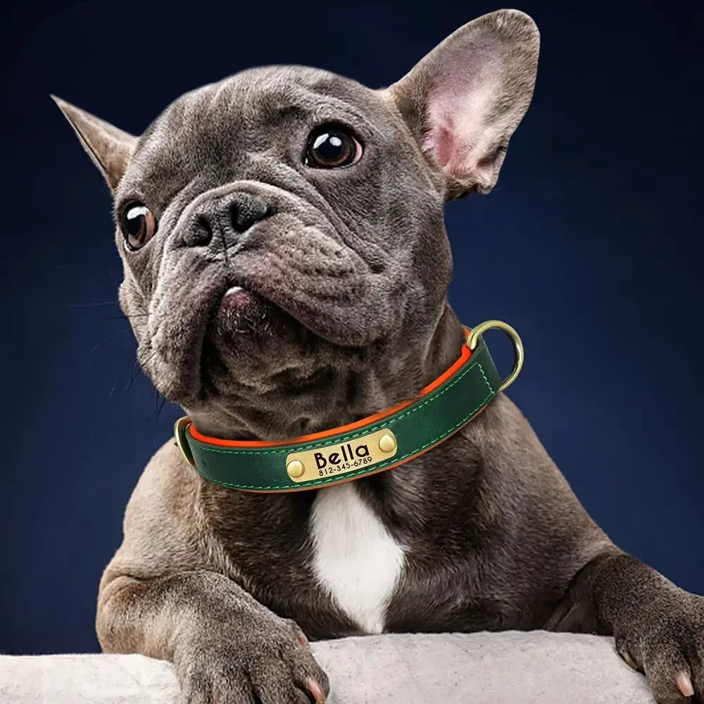 Padded Leather Dog Collar