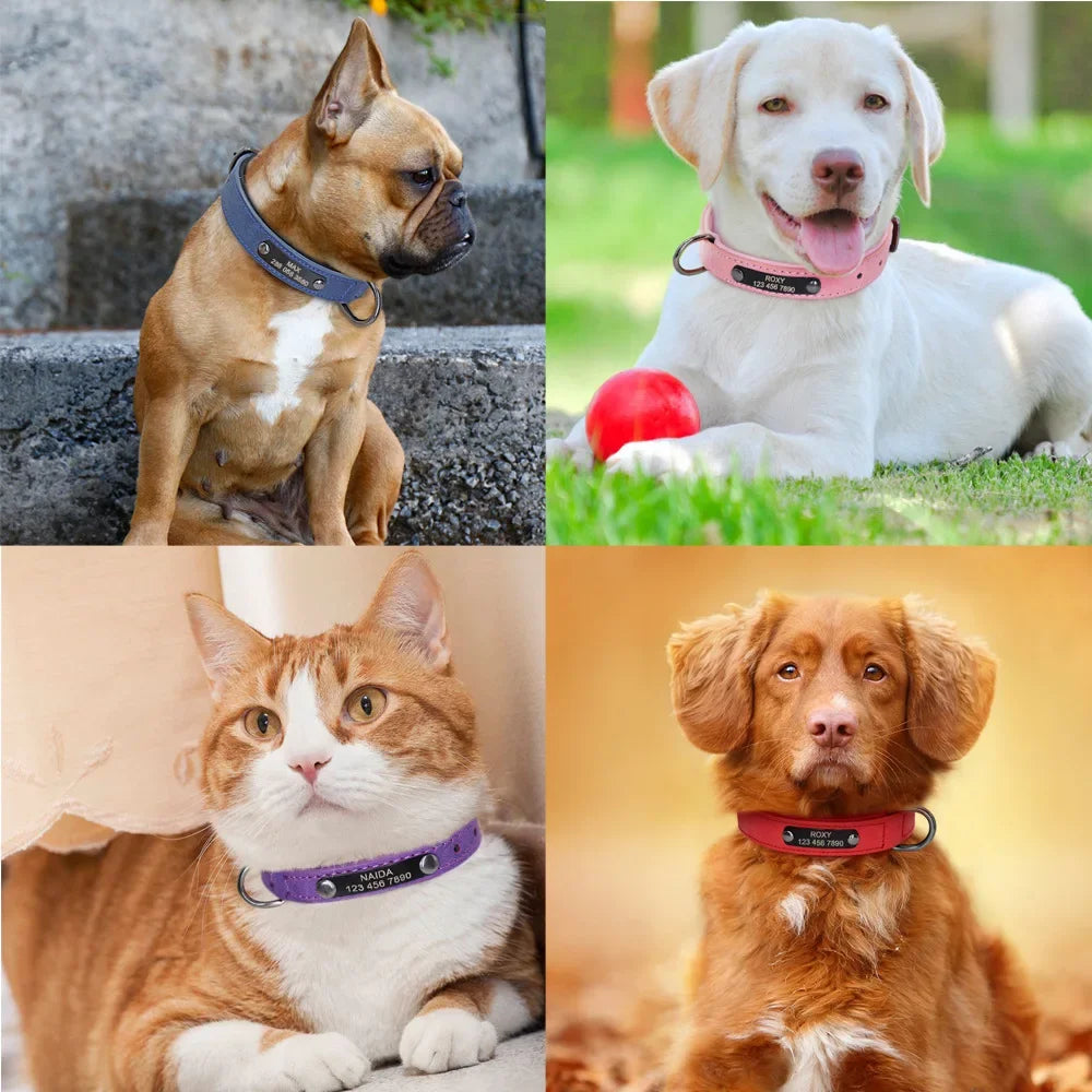 Padded Leather Dog Collar