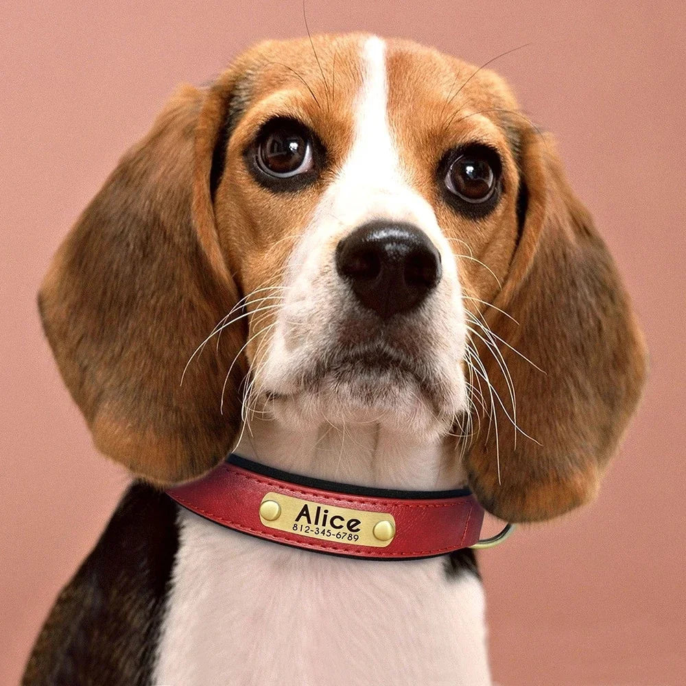 Padded Leather Dog Collar