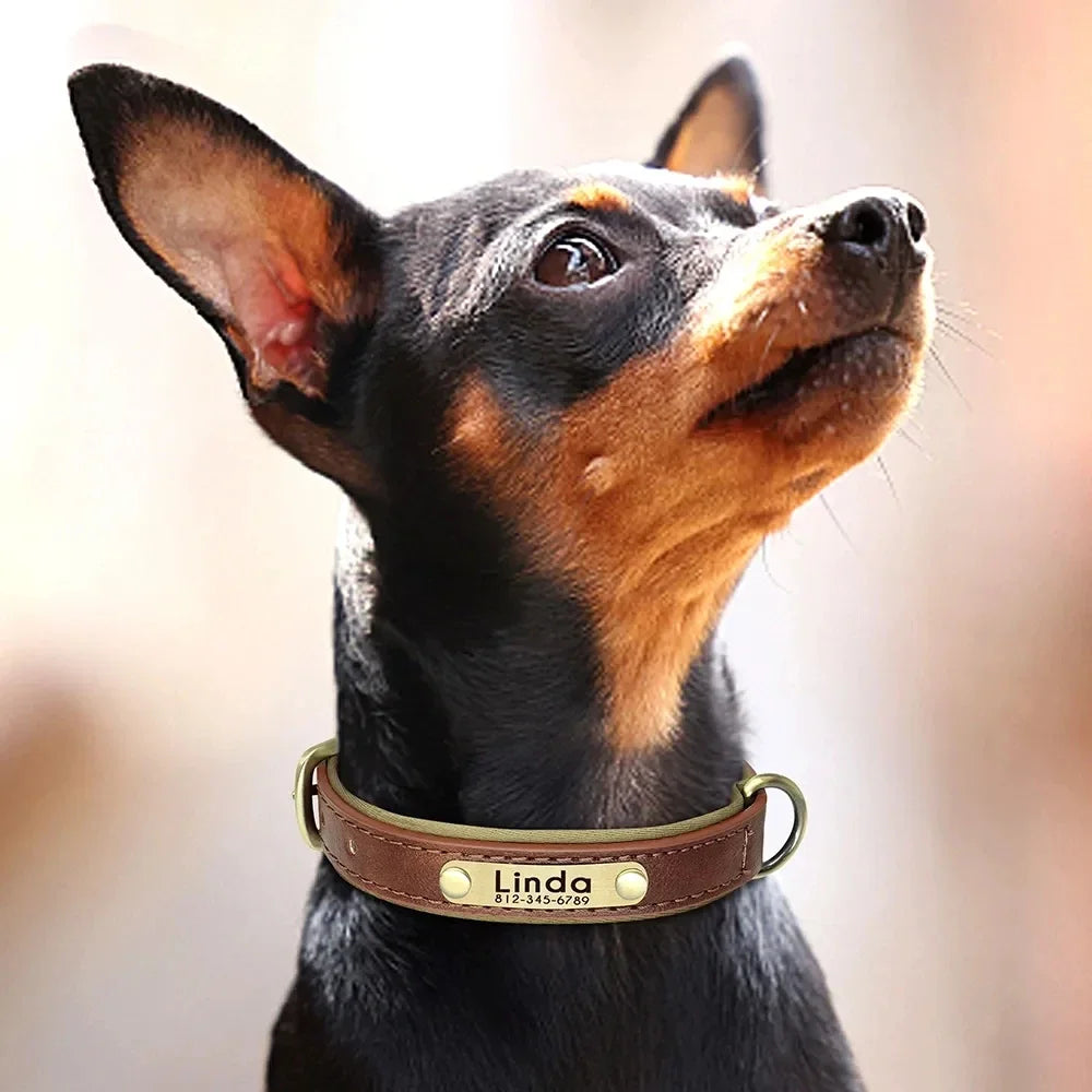 Padded Leather Dog Collar