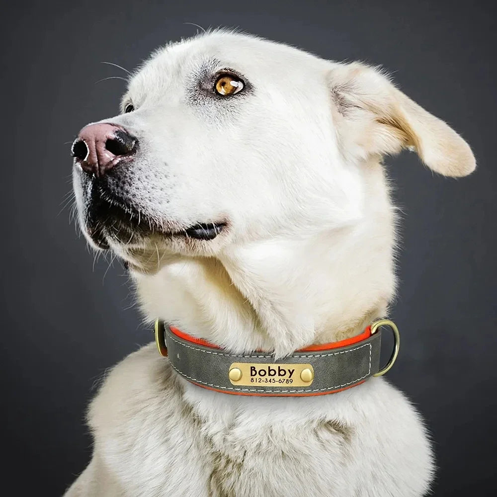 Padded Leather Dog Collar